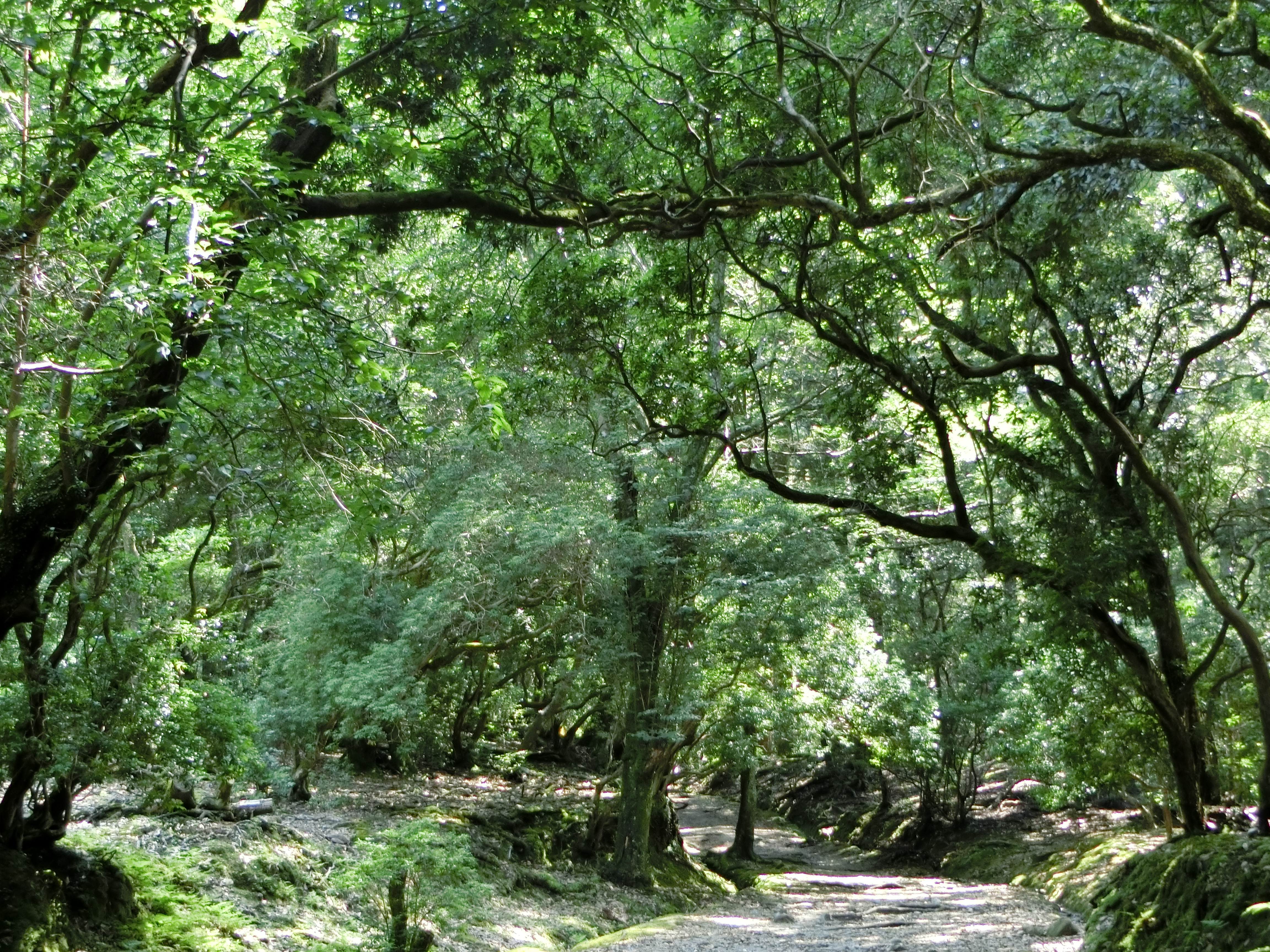 奈良の森